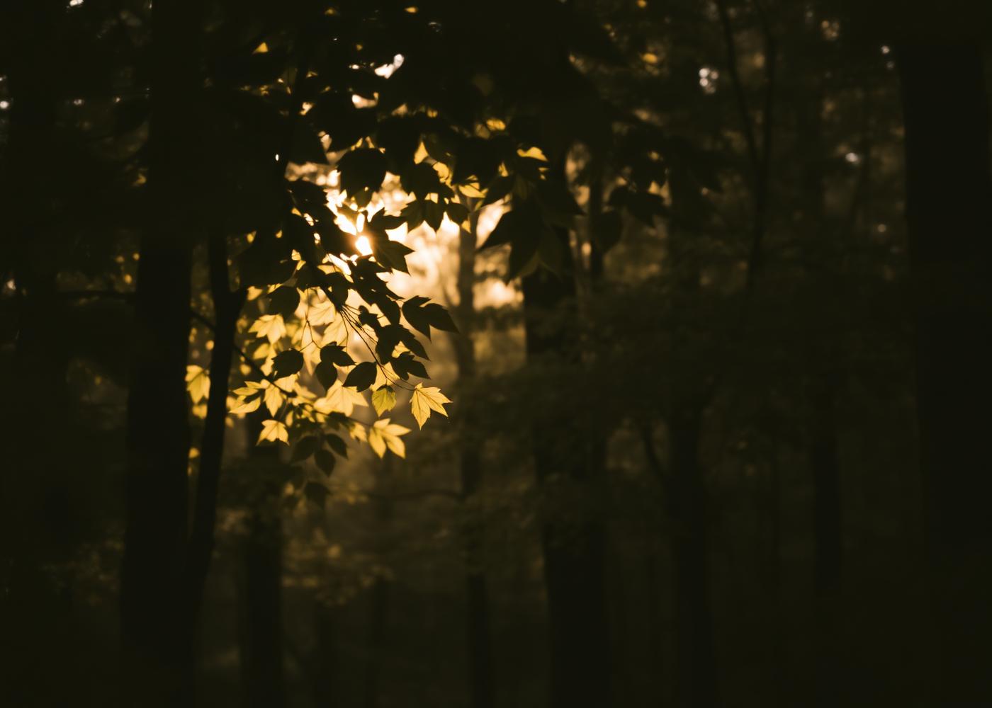 Luz do fim de tarde atravessando folhas em uma mata densa